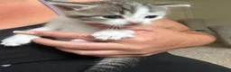 Mixed Breed cats for sale: Beautiful little boys  - Advert 3