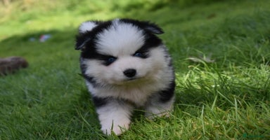 Pomsky dogs - Advert 2