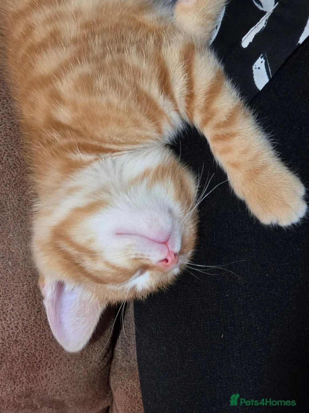 Mixed Breed cats for sale: Ginger boy and girl  - Advert 16