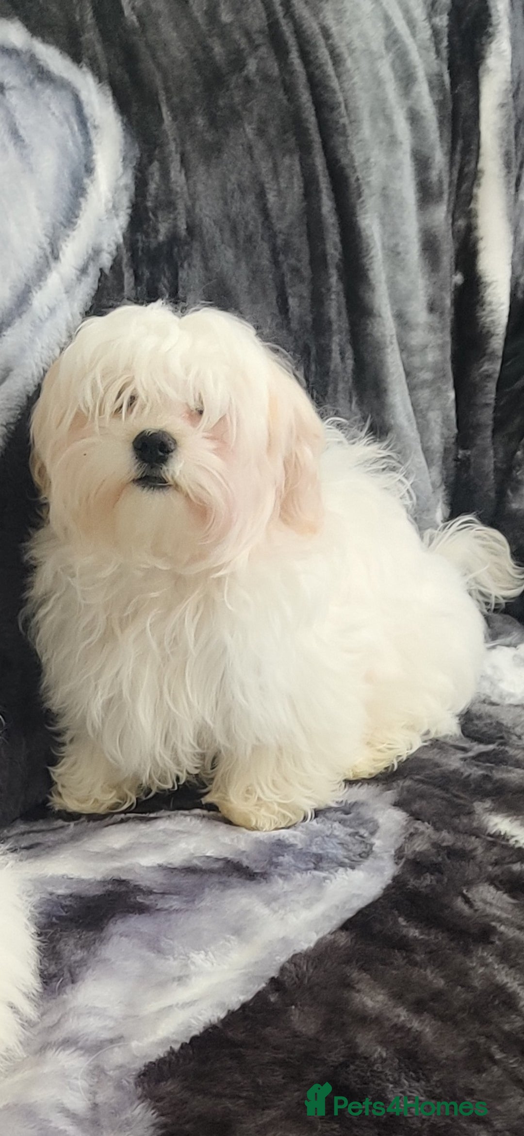 Maltese dogs for sale: BEAUTIFUL MALTESE PUPPIES - FROM LONDON . - Advert 4