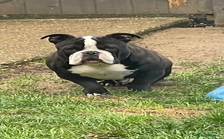 American Bully dogs - Advert 7