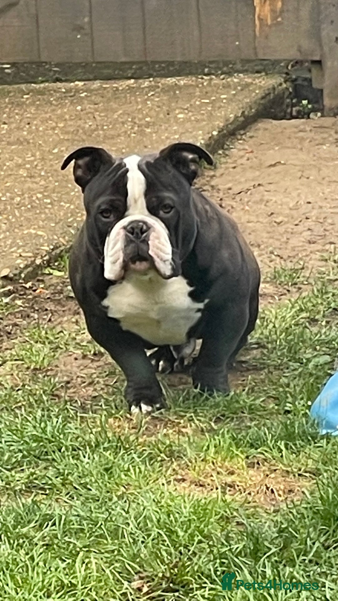 American Bully dogs for sale: Loki American pocket bully - Image 1