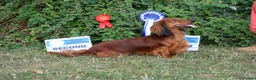 Miniature Dachshund dogs for sale: Show type mini longhair Boy from Crufts finalist  - Advert 23
