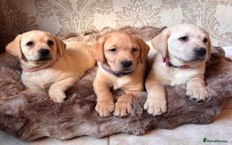 Labrador Retriever dogs for sale: Traditional english show type labrador puppies  - Image 4