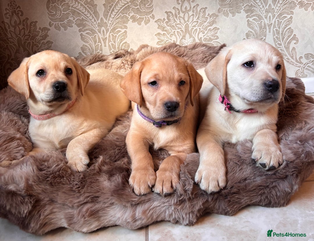 Labrador Retriever dogs for sale: Traditional english show type labrador puppies  - Image 4