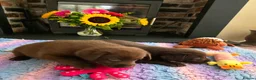 Labrador Retriever dogs for sale: Gorgeous Chocolate Labrador Puppies  - Advert 11
