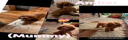 Toy Poodle dogs for sale: 🧡 Red Toy Poodle Pups 🧡 - Advert 17
