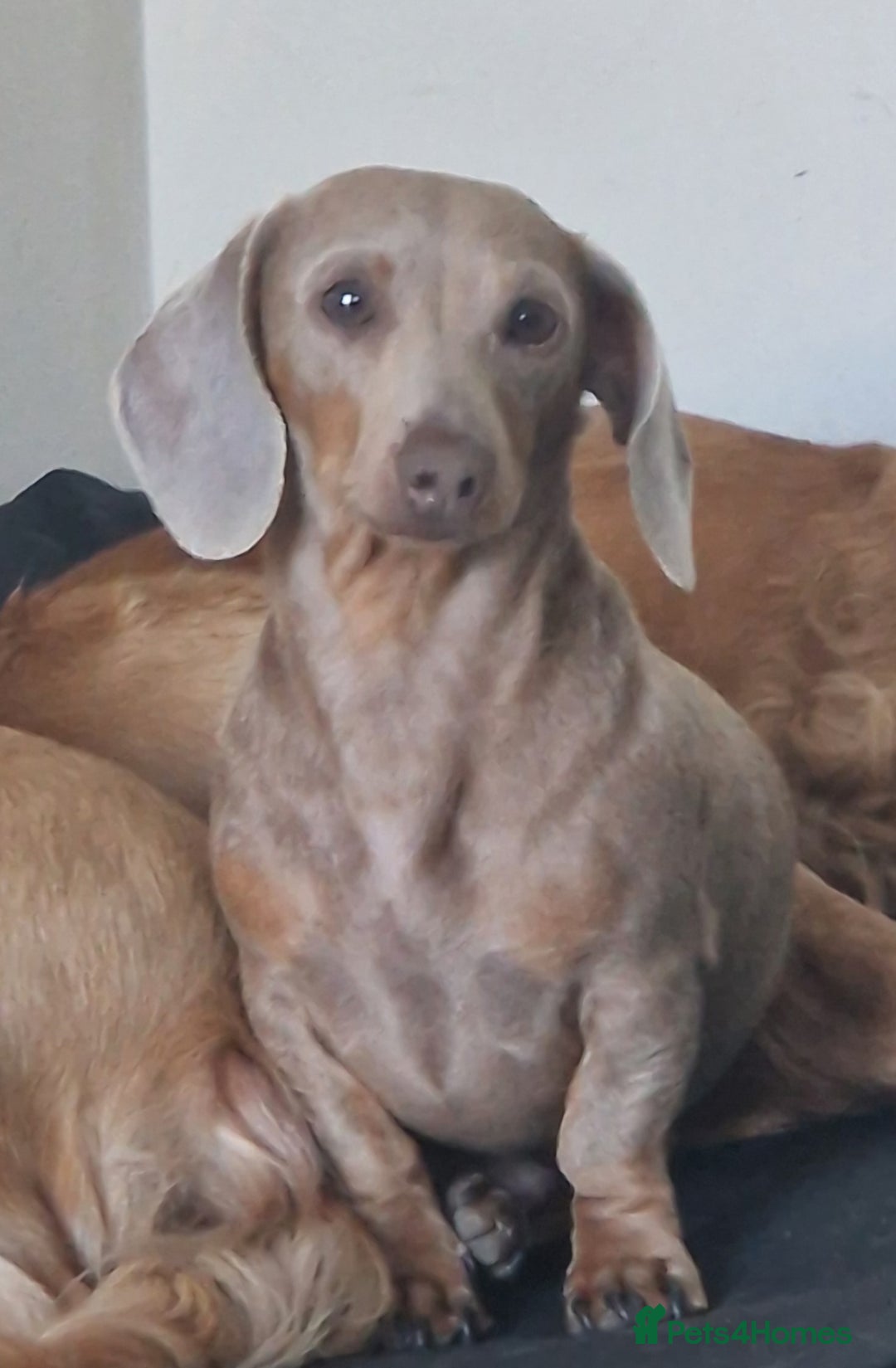 Miniature Dachshund dogs for stud: Miniature dachshund for stud!  in Nottingham - Image 5