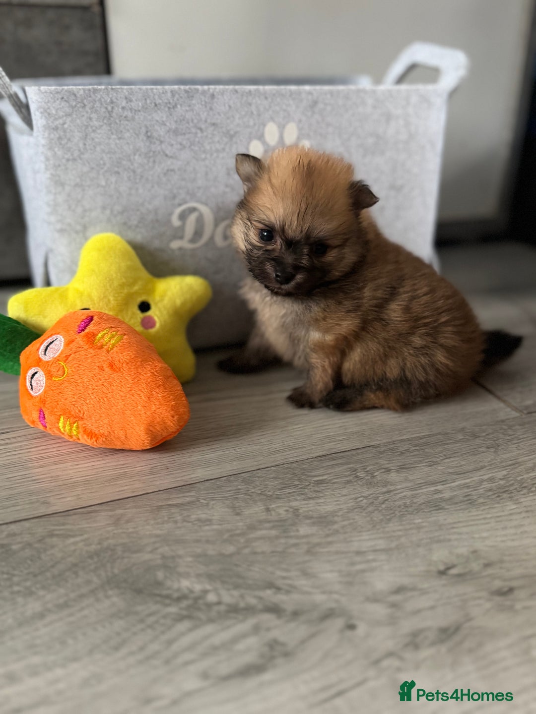 Pomeranian dogs for sale: KC registered Pomeranian puppies - Image 14