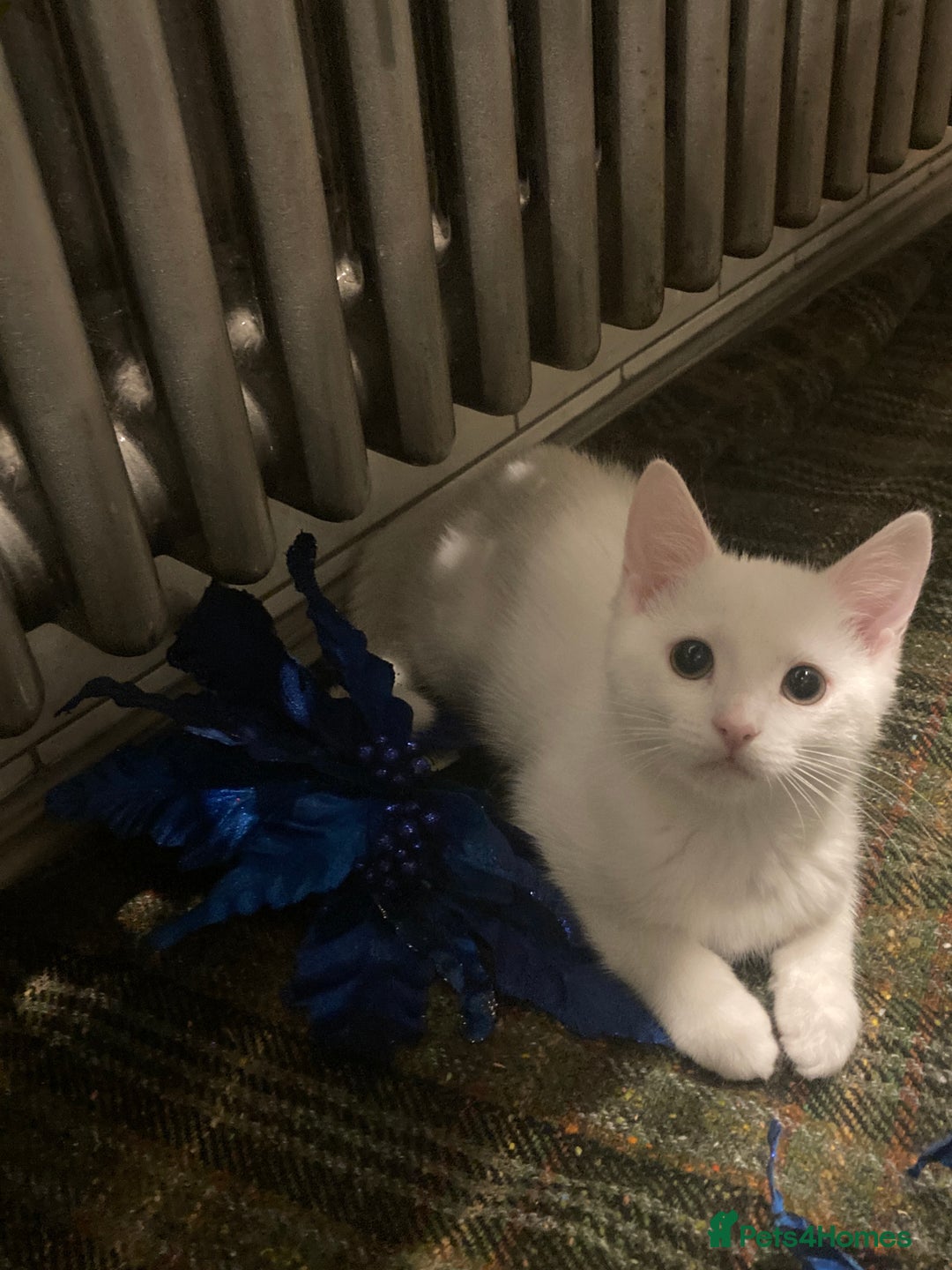 Turkish Van cats for sale: Gorgeous Turkish Van Kittens - Advert 29