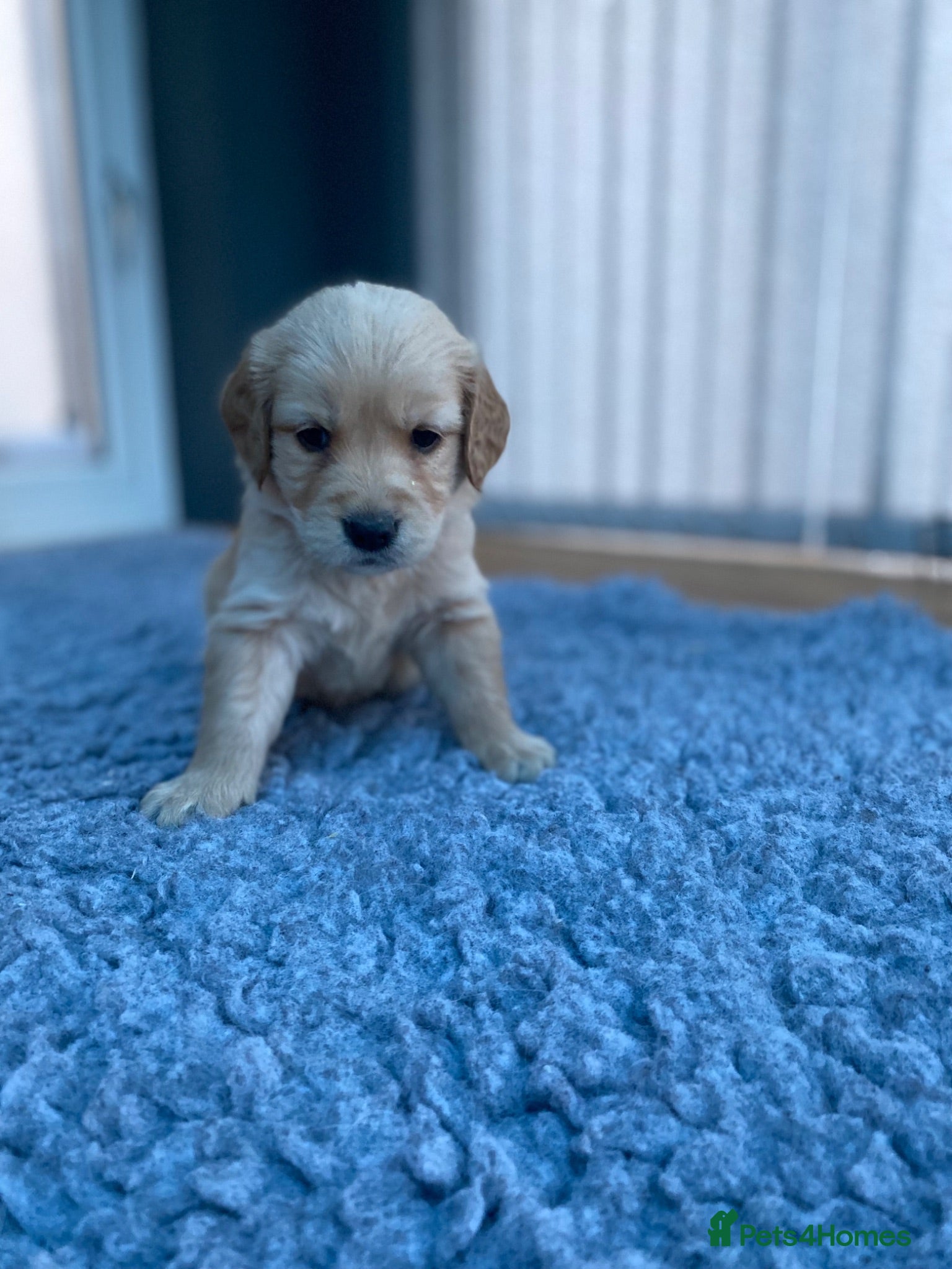 Golden Retriever dogs KC REGISTERED ®️ 5 STAR ⭐️ GOLDEN RETRIEVER 🐶  - Advert 2
