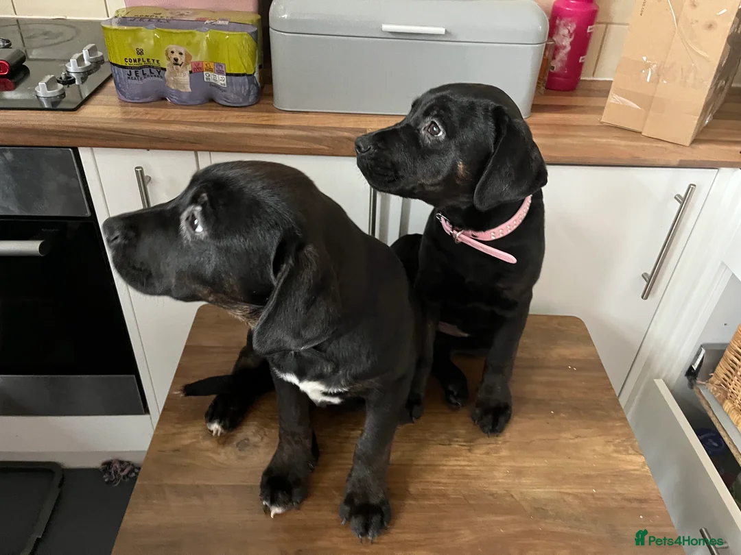 Mixed Breed dogs for sale: Bullmastiff cross puppies  - Advert 18