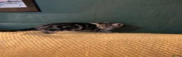 British Shorthair cats for sale: READY NOW 🩵🩷 - Advert 25