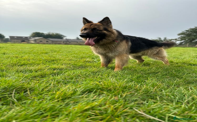 German Shepherd dogs - Advert 1
