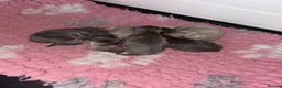 Mixed Breed dogs for sale: Whippet x Italian Greyhound Puppies  - Advert 12