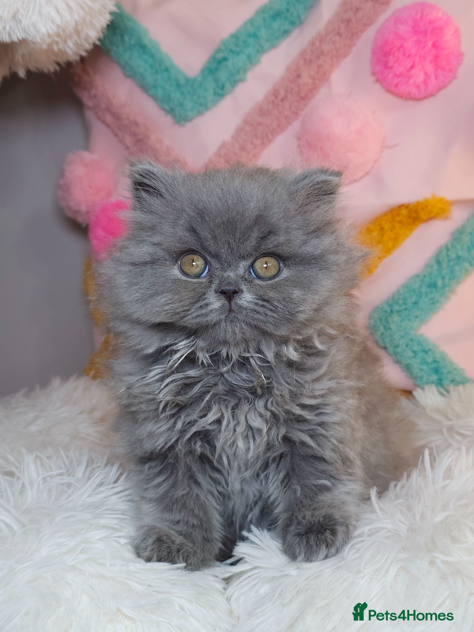 British Longhair cats ✨️Exceptional Blue British Longhair boy✨️ - Advert 1