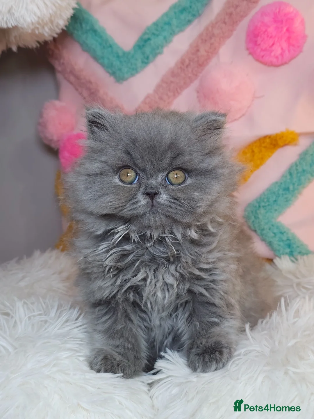 British Longhair cats for sale: ✨️Exceptional Blue British Longhair boy✨️ - Advert 1