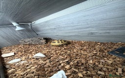 Tortoise reptiles for sale: horsefeild tortoise - Advert 2