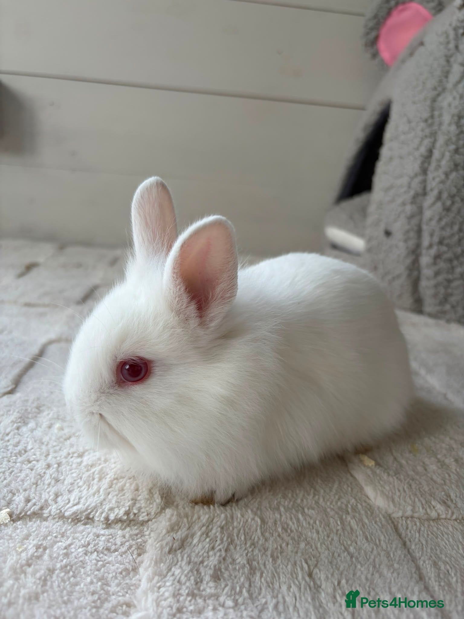Netherland Dwarf rabbits Gorgeous mini dwarf x lionheads - Advert 15