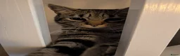 Domestic Shorthair cats for sale: 1 year Old Male Tabby Cat in Loughborough - Advert 3