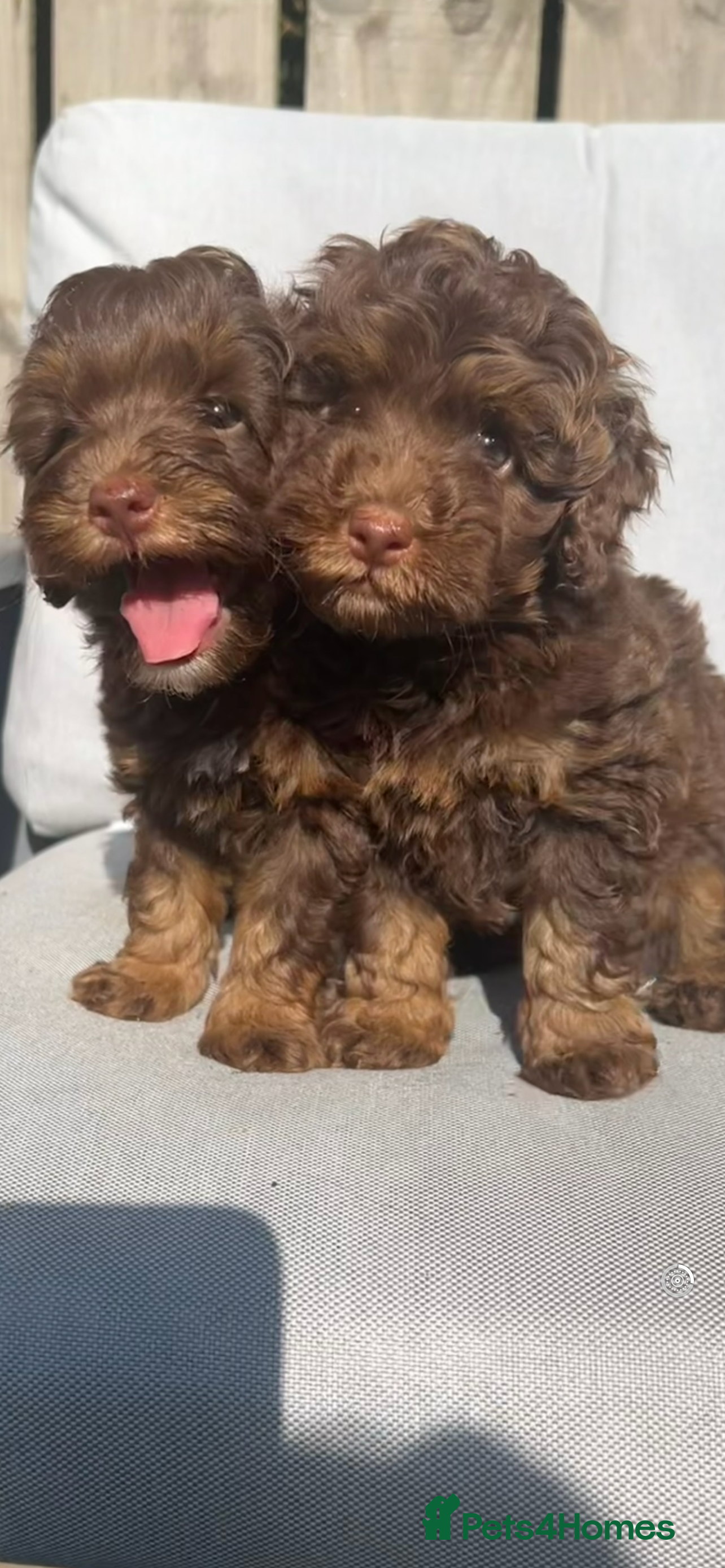 Cockapoo dogs ** Stunning, healthy, boys ** - Advert 6