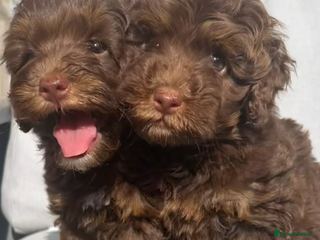 Cockapoo dogs ** Stunning, healthy, boys ** - Advert 6