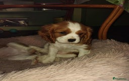 Cavalier King Charles Spaniel dogs for sale: King Charles cavalier 1 boy left!  - Image 18