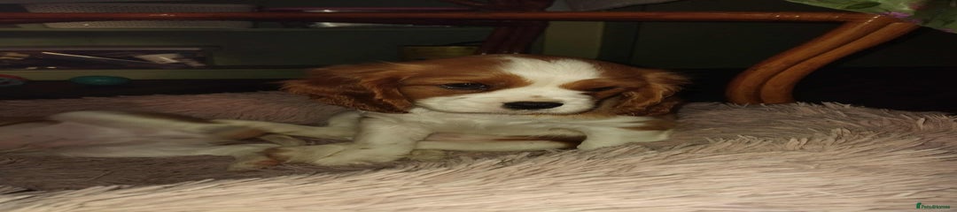 Cavalier King Charles Spaniel blue collar
