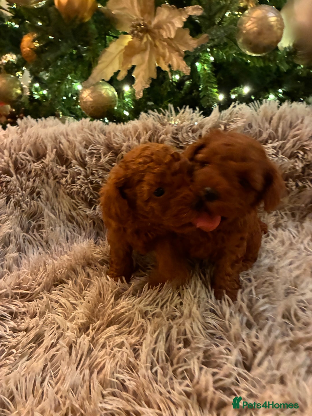 Toy Poodle dogs for sale: 5* Champion Bloodline  Asian Toy Poodles - Advert 3