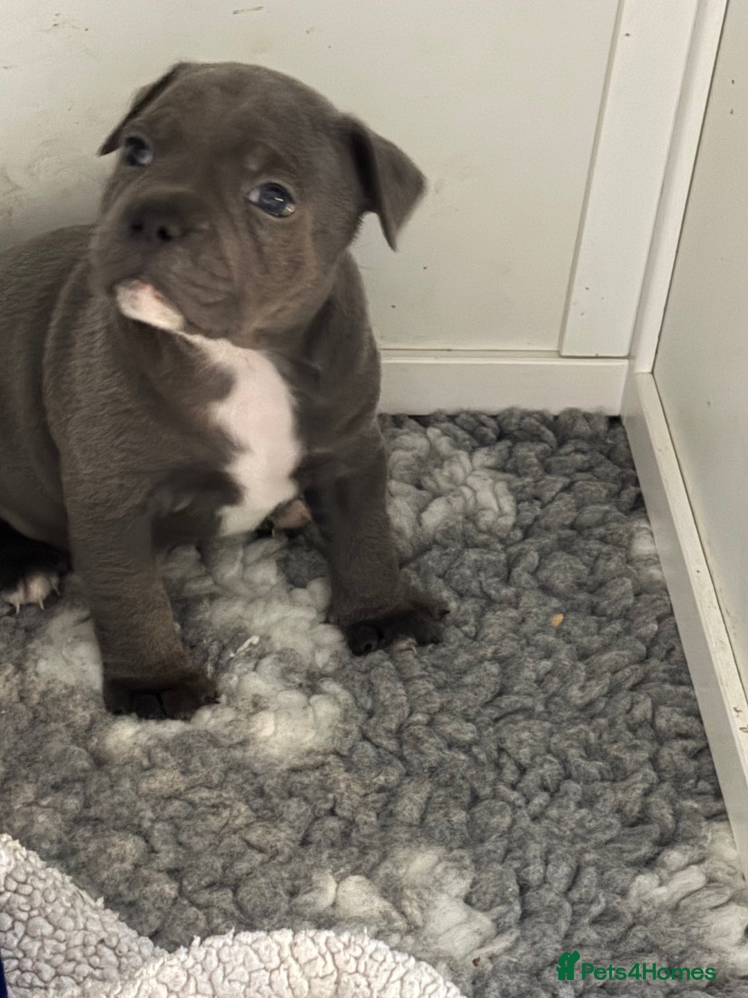 Staffordshire Bull Terrier dogs for sale: Pure Pedigree Blue Staffie Pups - Advert 11