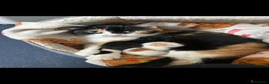 Mixed Breed Kitten 2