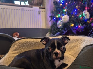 Boston Terrier dogs LAST KC boston terrier puppy available - Advert 7