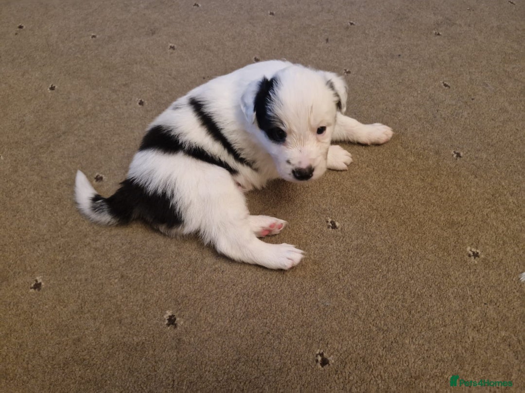 Border Collie dogs for sale: 2 X male border collie pups for sale - Image 8