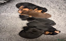 Miniature Dachshund dogs for sale: Miniature dachshund puppies - Advert 11