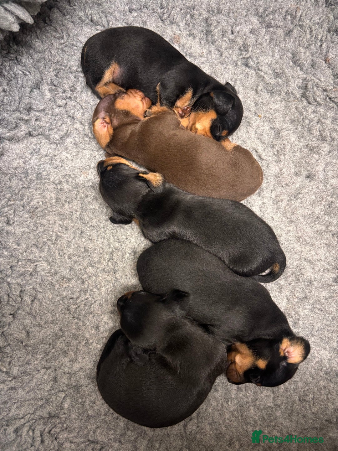 Miniature Dachshund dogs for sale: Miniature dachshund puppies - Advert 11