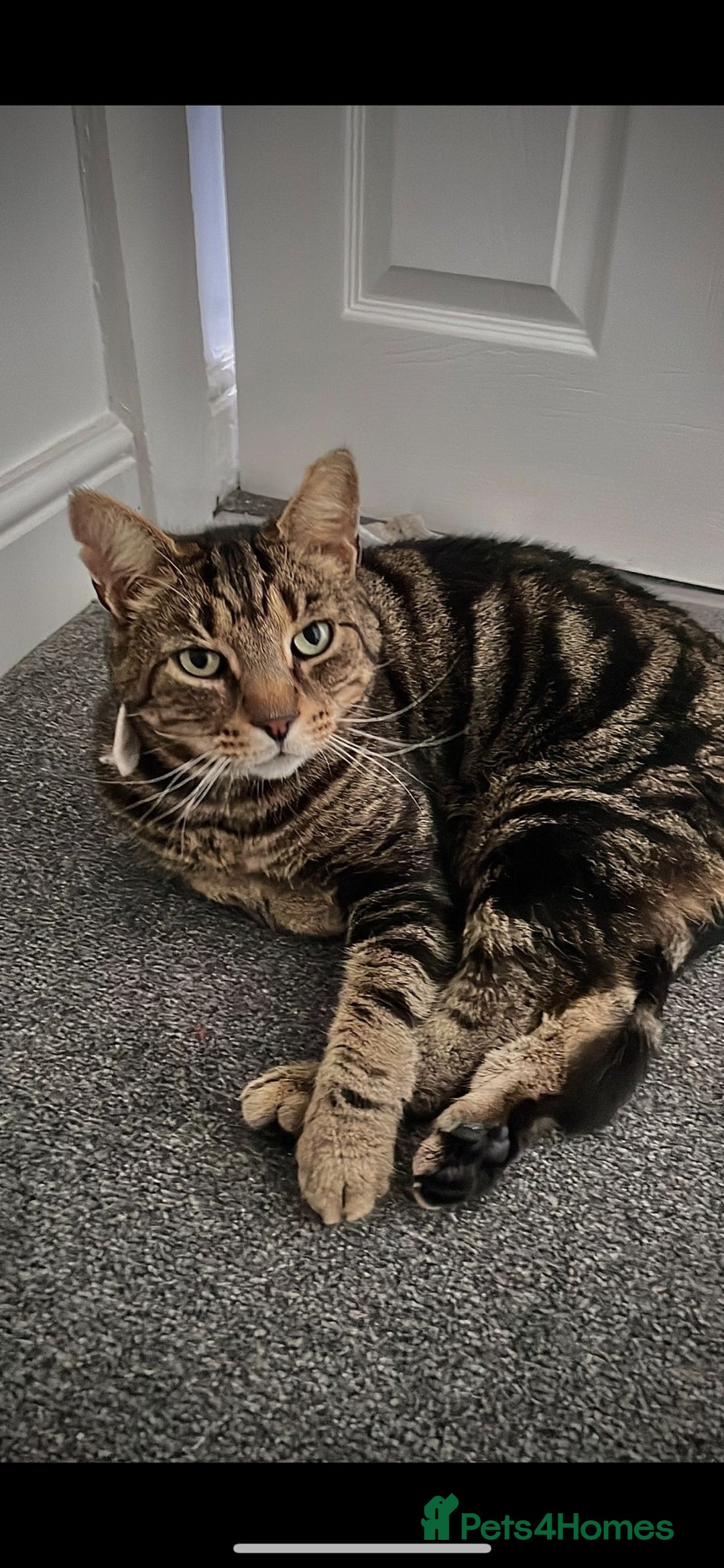 Mixed Breed cats for sale: Male large cat (Tato)  - Image 1