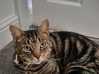 Mixed Breed cats - Advert 6