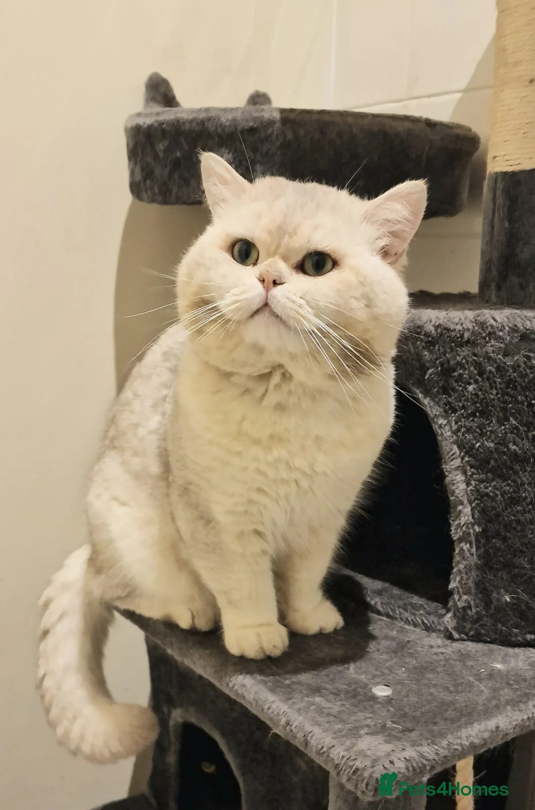 British Shorthair cats for stud: ❤ Active Stud British ShortHair  ❤ Champion ❤ - Advert 2