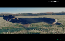 German Shepherd dogs for sale: 1 German shepherd girl for sale - Advert 4