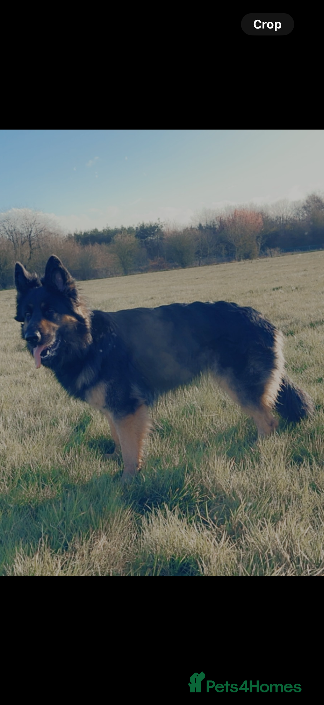 German Shepherd dogs for sale: 1 German shepherd girl for sale - Advert 4