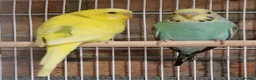 Budgerigars birds for sale: Baby budgies now available - Advert 2
