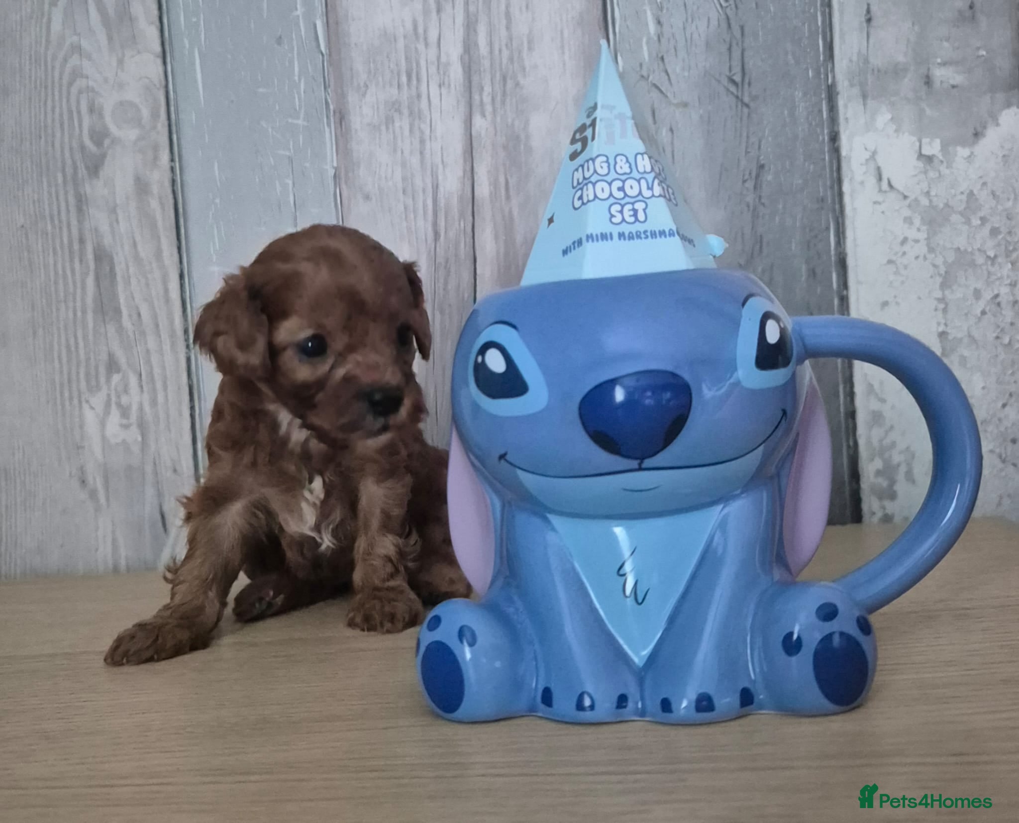 Cavapoo dogs TINY TOY CAVAPOO HEALTH TESTED  - Advert 2