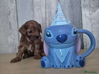 Cavapoo dogs TINY TOY CAVAPOO HEALTH TESTED - Advert 14