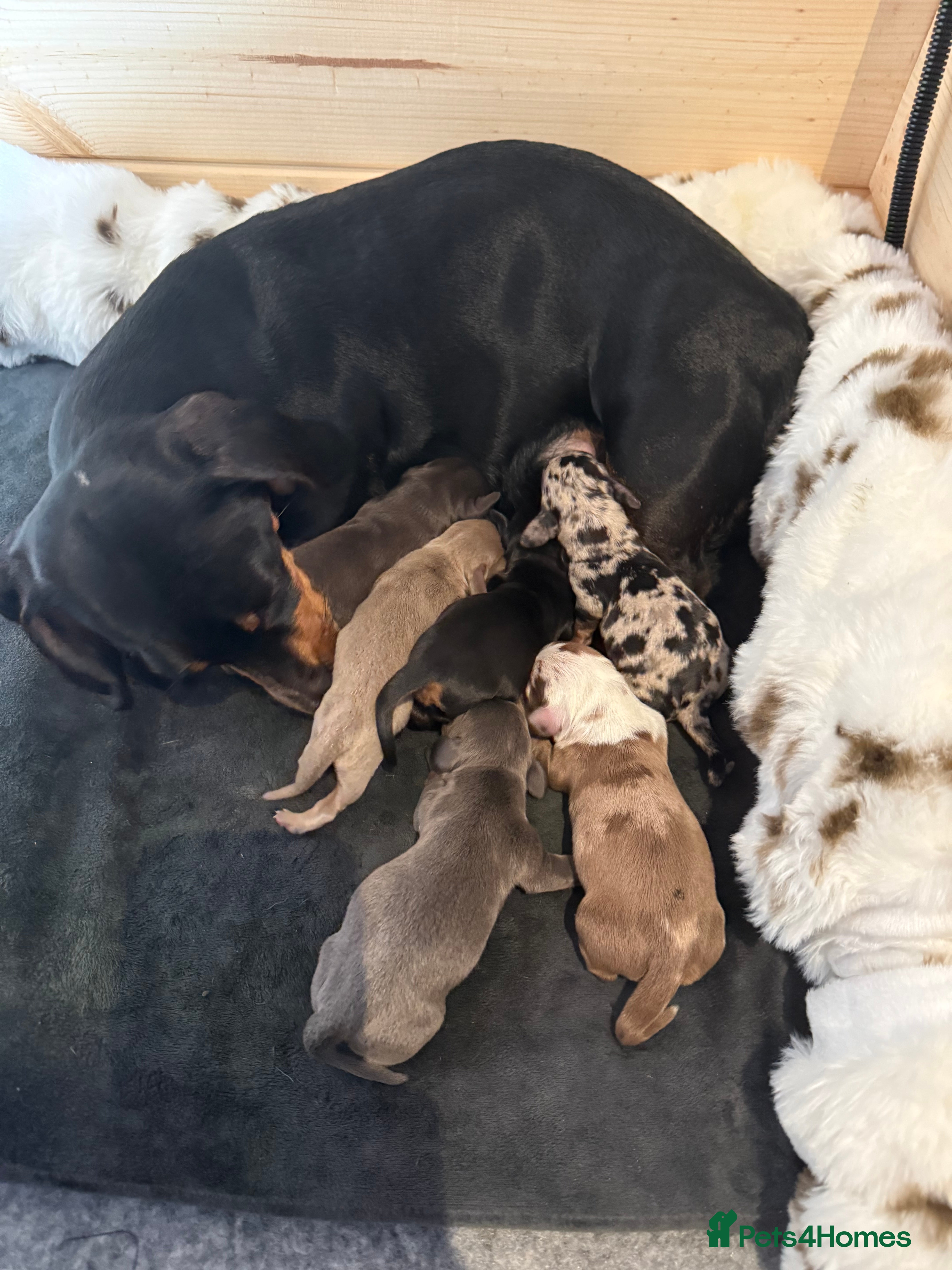 Miniature Dachshund dogs Miniature dachshund  - Advert 1