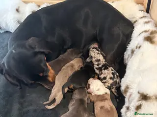 Miniature Dachshund dogs Miniature dachshund - Advert 1