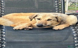 Mixed Breed dogs for adoption: Pettern - Norwich Norfolk  - Image 24