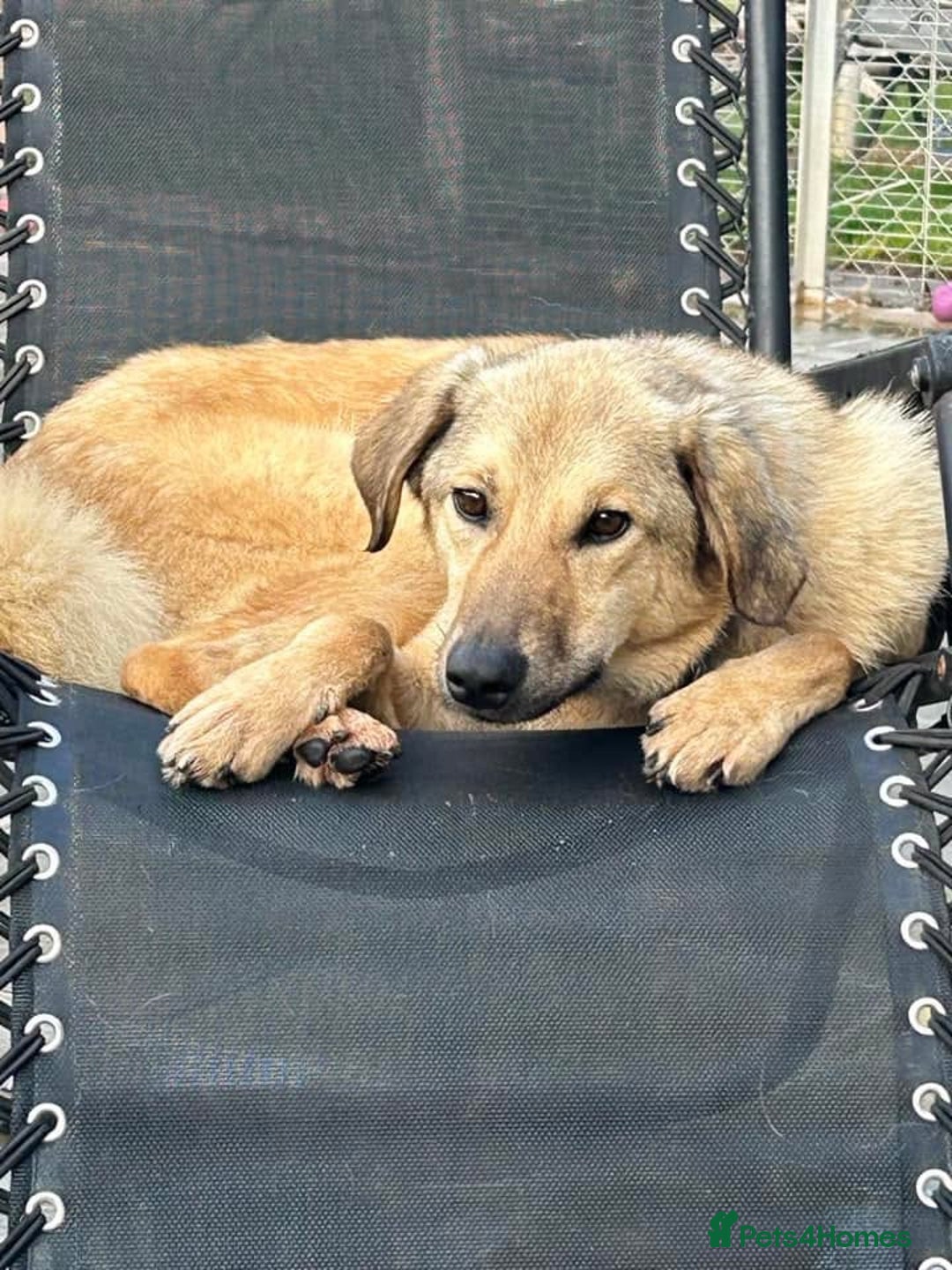 Mixed Breed dogs for adoption: Pettern - Norwich Norfolk  - Image 24