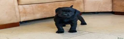 Labrador Retriever dogs for sale: KC Reg, Health Tested Girls - Advert 13