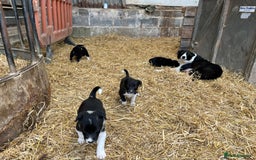 Border Collie dogs for sale: Border collie puppy  - Image 3