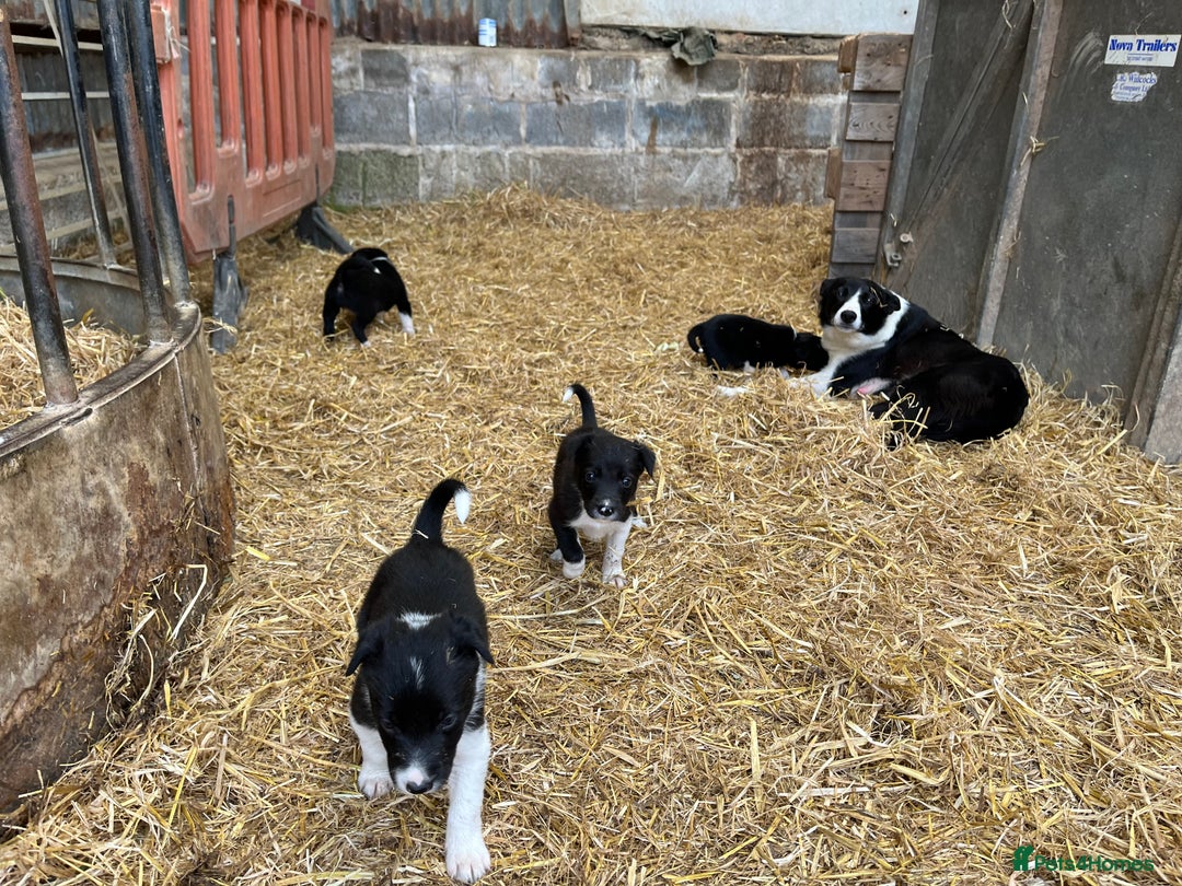 Border Collie dogs for sale: Border collie puppy  - Image 3